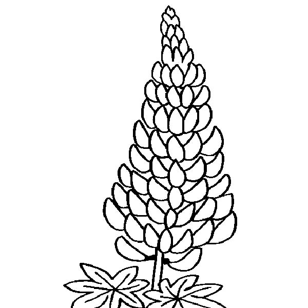 Живокость Уральская раскраска