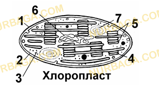 Строение хлоропласта без подписей