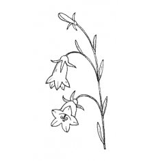 Цветок колокольчик рисунок черно белый (41 фото)