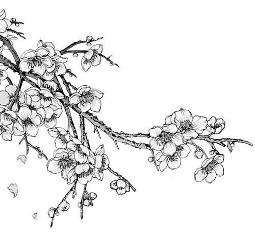 Сакура эскиз