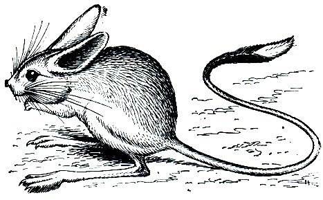 Большой тушканчик