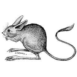 Большой тушканчик рисунок