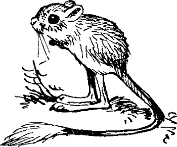 Тушканчик раскраска для детей