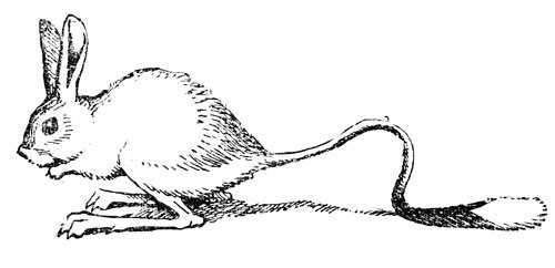 Тушканчик раскраска