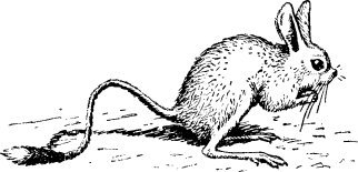 Тушканчик чб