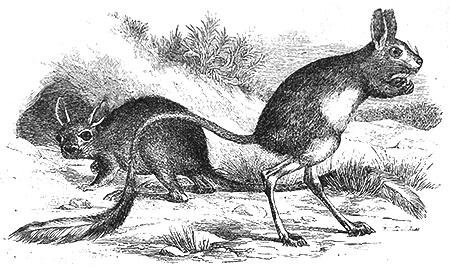 Тушканчик раскраска