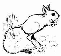 Тушканчик раскраска для детей