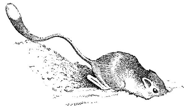 Большой тушканчик