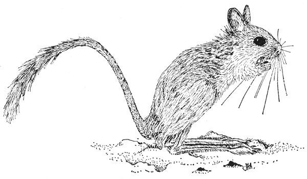 Тушканчик раскраска