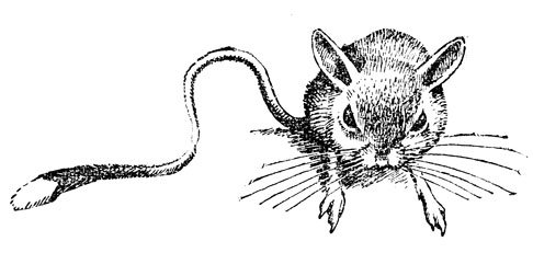 Тушканчик рисунок