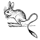 Тушканчик рисунок черно белый (39 фото)