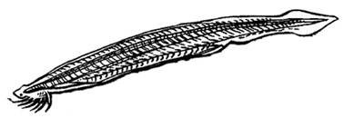 Членистоногие ланцетник