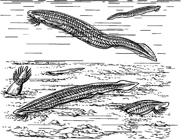 Ковалевский ланцетник