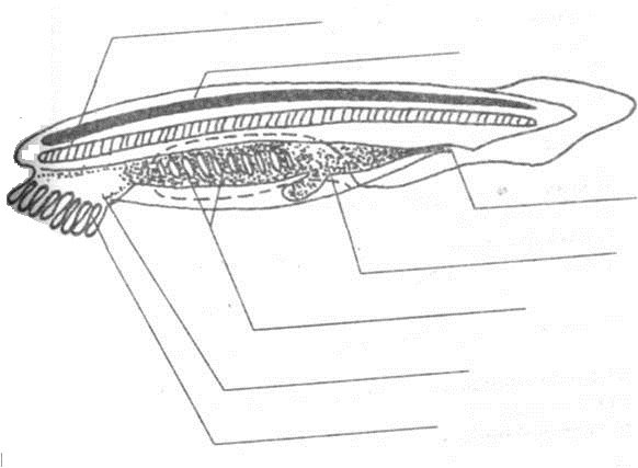 Схема внутреннего строения ланцетника рис 108