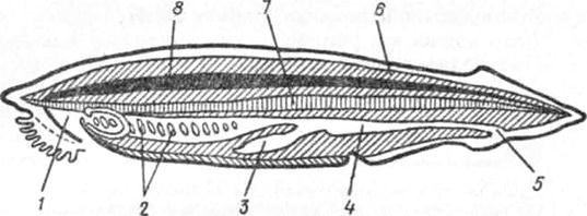 Личинка ланцетника