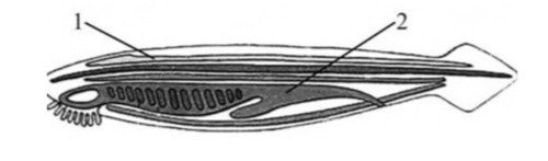 Головохордовые выделительная система
