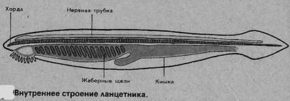 Скелет ланцетника