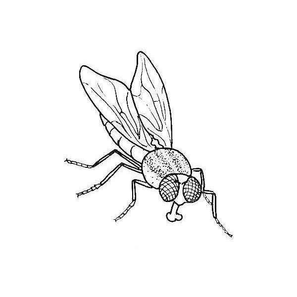 Муха значок