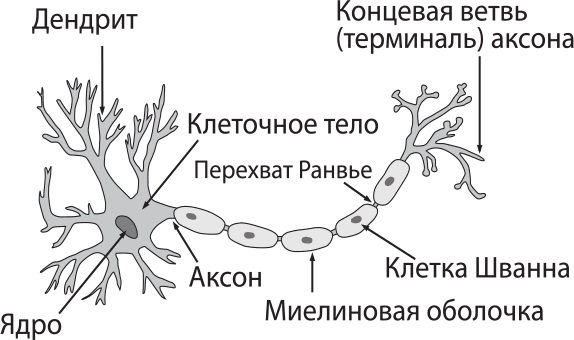 Строение нейрона рисунок