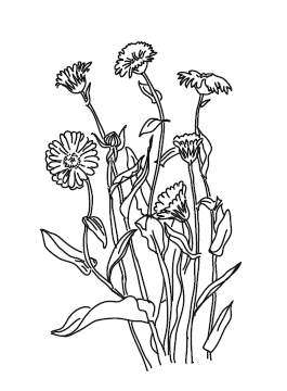 Календула черно белый рисунок (31 фото)