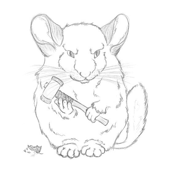 Раскраска шиншилла