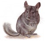 Шиншилла иллюстрация