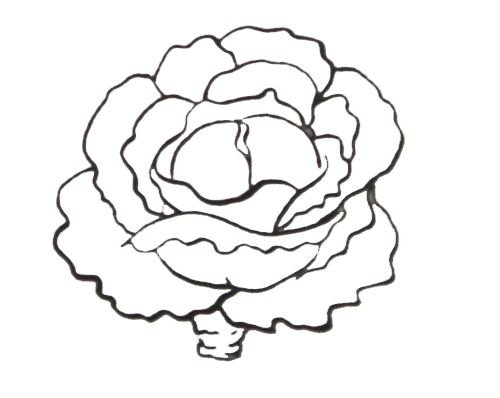 Раскраска кочан капусты для детей