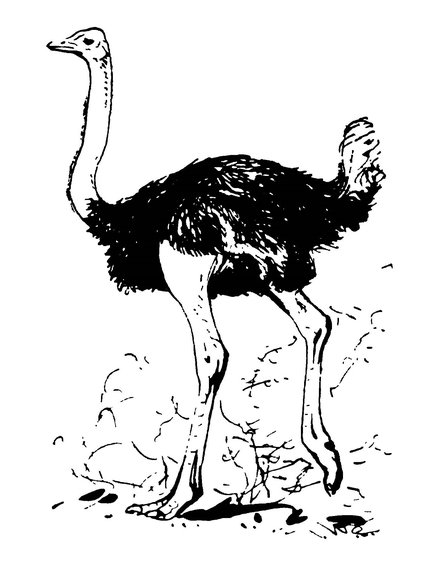 Эму черно белые