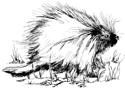 Дикобраз раскраска