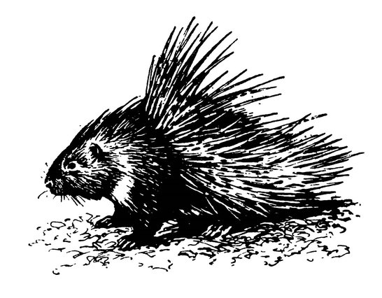 Дикобраз карандашом