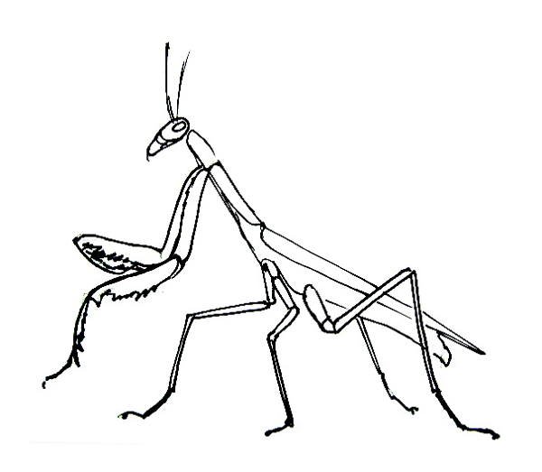 Богомол раскраска