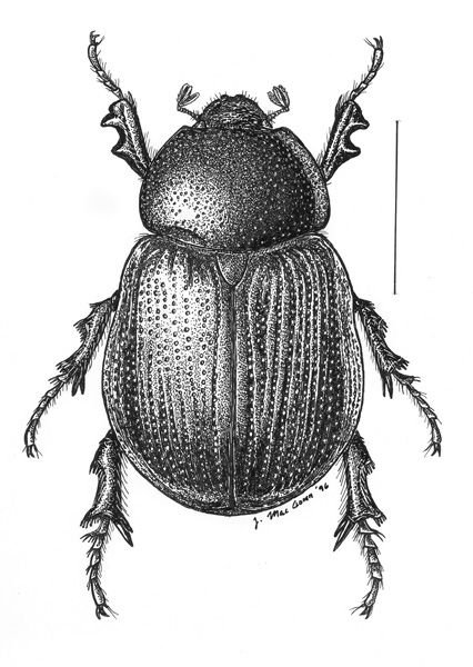 Конечности жука навозника