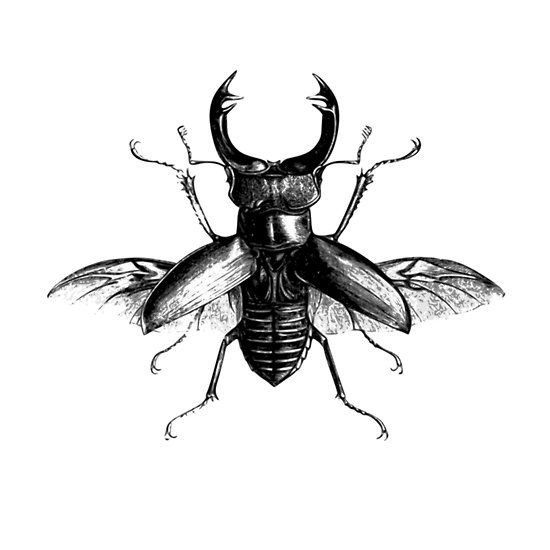 Жук олень тату