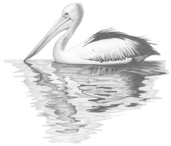 Розовый Пеликан