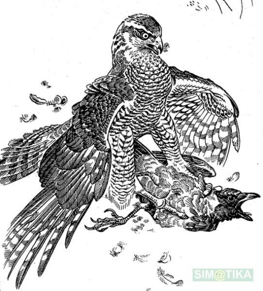 Ястреб тетеревятник гравюра