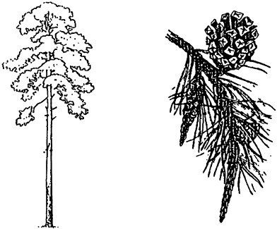 Сосна раскраска для детей