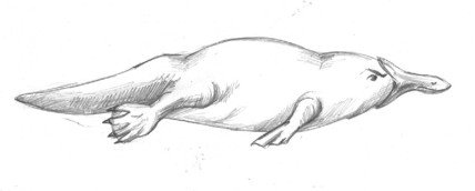 Нарисовать утконоса поэтапно