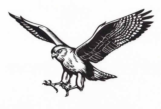 Ястреб в полёте чёрно-белый