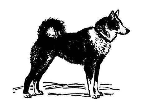 Западно Сибирская лайка