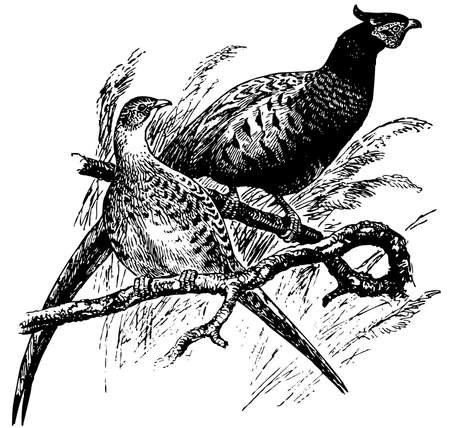 Изображение фазана в графике