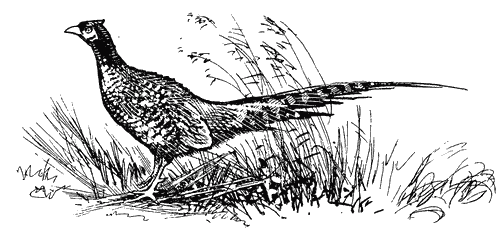 Выжигание фазана