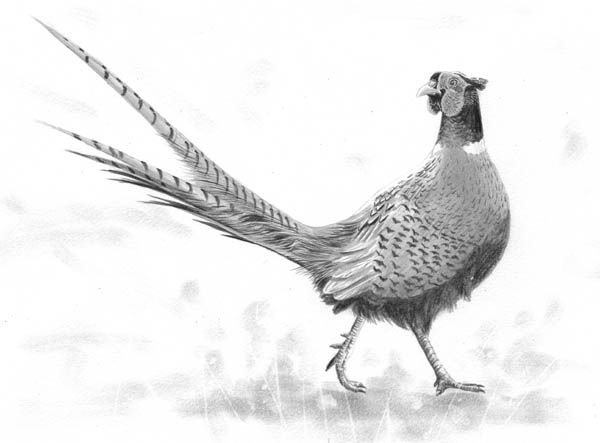 Фазан силуэт