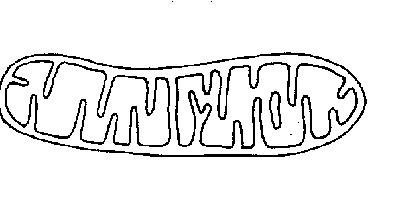 Митохондрии строение черно белое