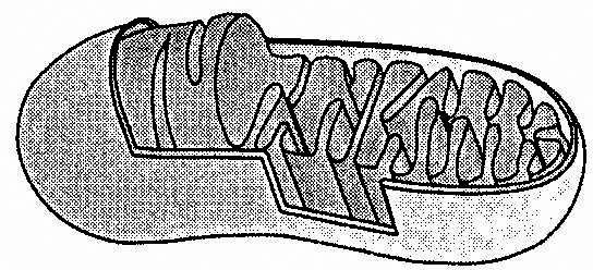 Органоиды клетки митохондрии без подписей