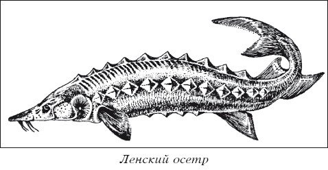 Осетр раскраска