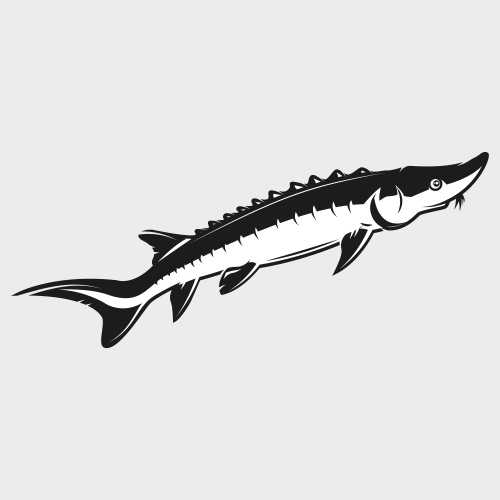 Рыба осетр вектор