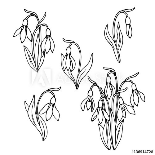 Подснежники раскраска для детей