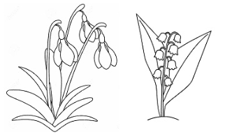 Подснежник рисунок черно белый (41 фото)