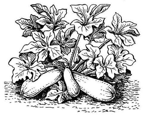 Огурец раскраска для детей