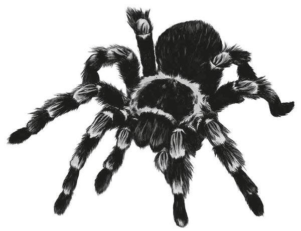 Паук Тарантул